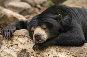 sleeping bear - live a longer life