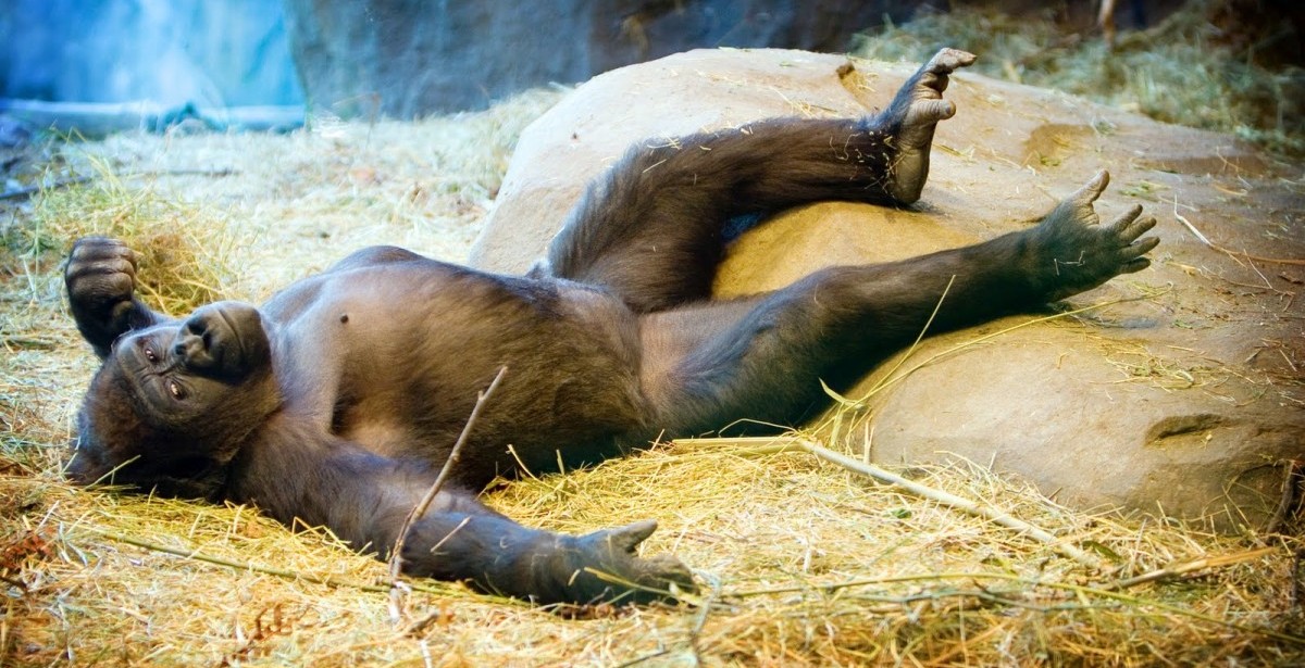 Lazy ape