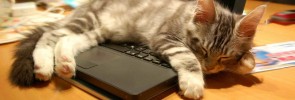 cat on laptop