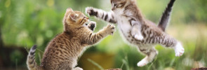 cats fighting