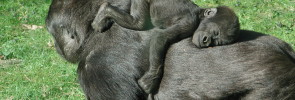 baby gorilla sleeping